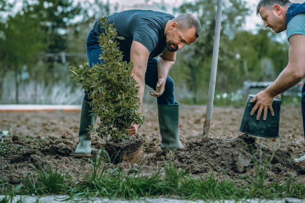 The Steps Involved in Our Tree Care Process in Kenly, NC